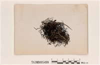 藏品(樹髮屬)的圖片